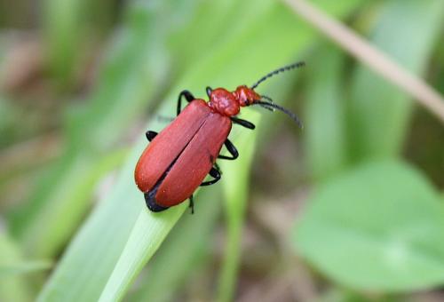 Réf. 203 115 : Pyrochroa serraticornis